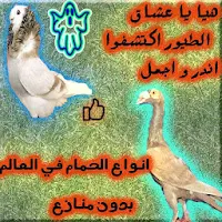 يا عشاق الطيور اكتشفوا اندر و اجمل حمام العالم