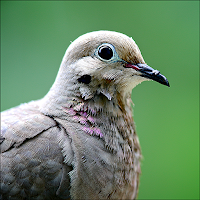 Dove Sounds