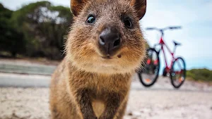 Quokka Wallpaper HD Screenshot 1