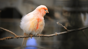 Canary Bird Sounds - Canary Singing sounds Screenshot 2