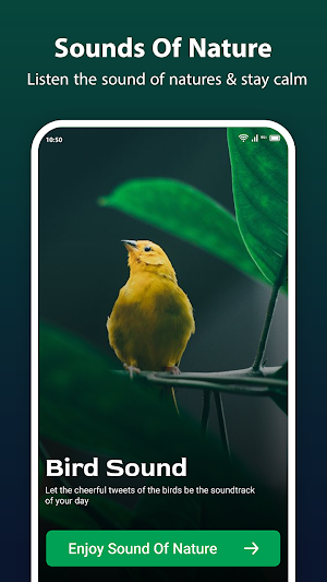 Bird Ringtone: Bird Sound Screenshot 0