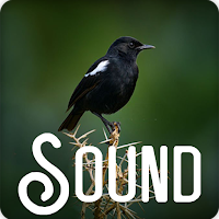 Pied Bus Pied Bush Bird Sound