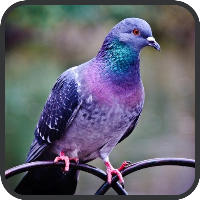 Pigeon Wallpapers