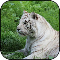 White tiger wallpapers