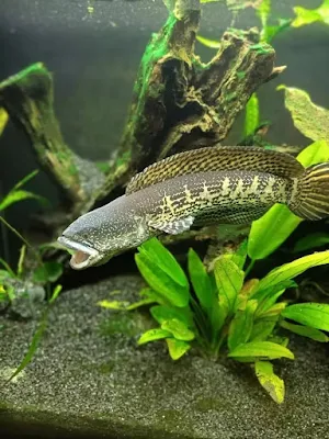 Channa Fish Wallpaper Screenshot 3