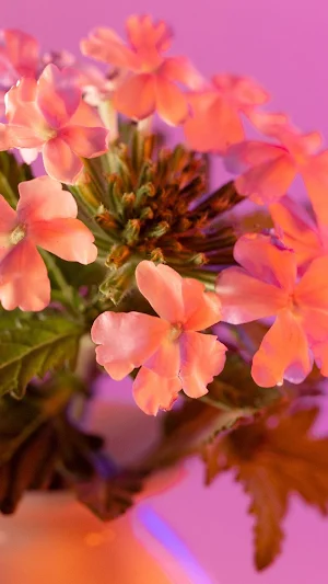 Verbena Wallpapers Screenshot 2