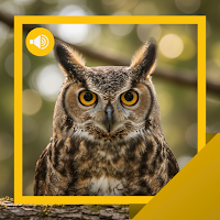 Owl Sounds & Story