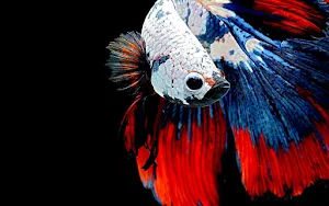 Betta Fish Wallpaper HD Screenshot 1