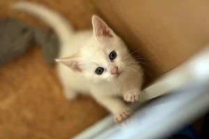 White kitten wallpapers Screenshot 0