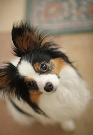 Papillon Dog Wallpapers Screenshot 2