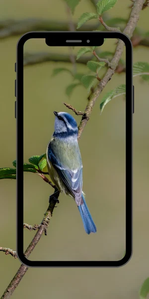 Bird Cute Wallpaper Screenshot 3