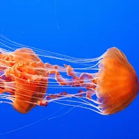 Jellyfish Wallpaper HD