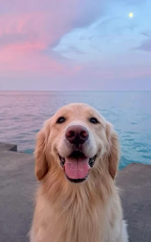 Cute Dogs Wallpaper Screenshot 2