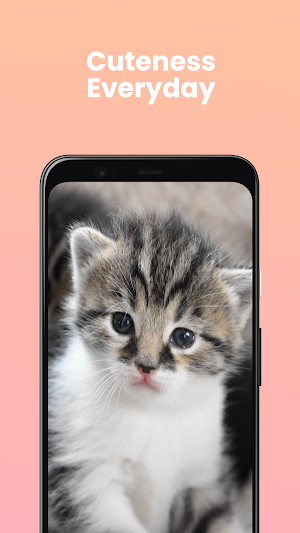 Daily Cat Screenshot 3