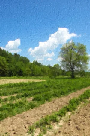 PhotoArtista - Oil Screenshot 1