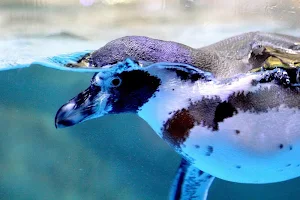 Penguin wallpapers Screenshot 3