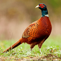 Pheasant Sounds