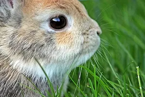 Rabbit wallpapers Screenshot 0