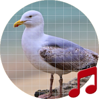 Seagull bird sounds ~ Sboard.pro