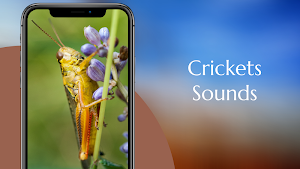 Crickets Sounds Screenshot 0