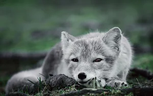 Arctic Fox Wallpaper HD Screenshot 1