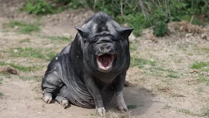 Pig sounds ringtones screenshot 3