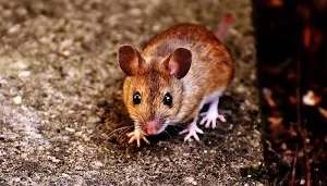 Mouse wallpapers Screenshot 2