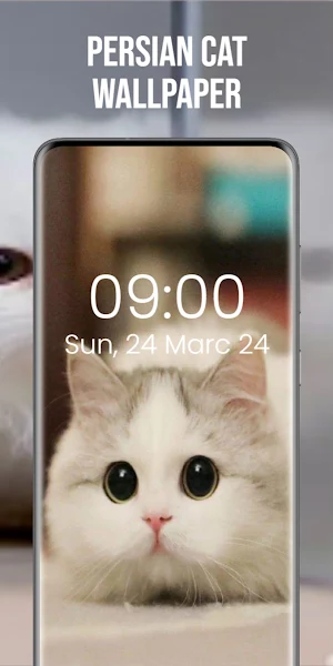 Persian Cat Wallpaper Screenshot 3