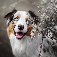 Australian Shepherd Wallpapers