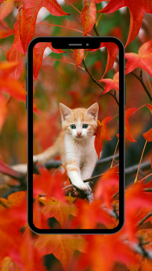 Cat wallpaper 4K,UHD Screenshot 1