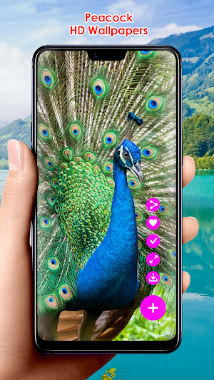 Peacock HD Wallpapers Screenshot 1