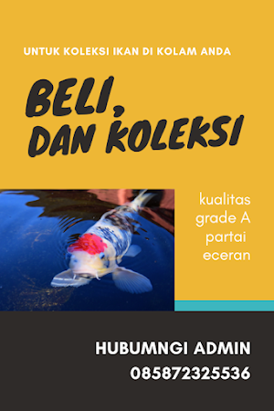 Budidaya Ikan Koi Unggul Lengkap Screenshot 3