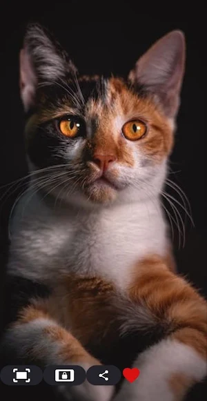 Wallpapers Cats 4k Screenshot 3