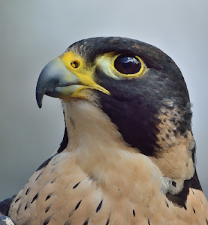 Peregrine Falcon Sounds ~ Sboard.pro Screenshot 0