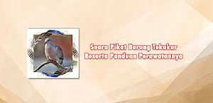 Suara Pikat Burung Tekukur Screenshot 0