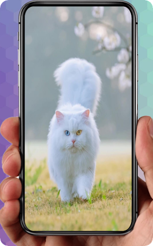 Cute Cat Wallpaper Lucu Screenshot 3
