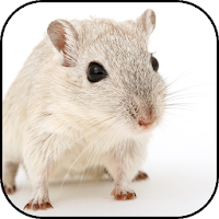 Hamster wallpapers