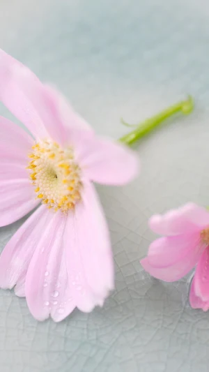 Cineraria Wallpaper Screenshot 2