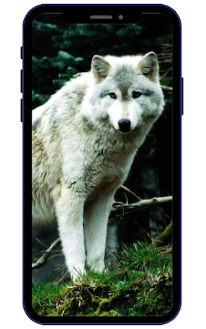 White Wolf Wallpapers Screenshot 1