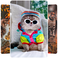 kucing wallpaper kucing