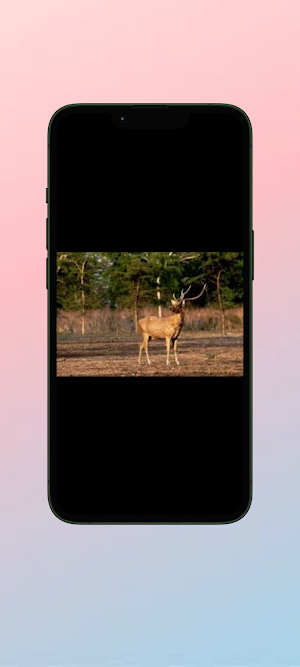 Rusa WalL Screenshot 1