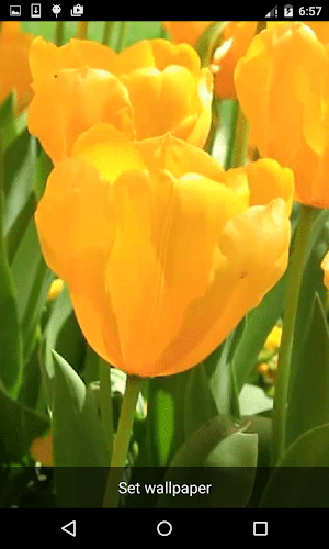 Nature Live Wallpapers Screenshot 0