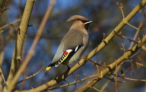Bohemian Waxwing Wallpapers Screenshot 3