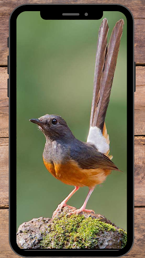 Burung Murai Wallpapers Screenshot 1