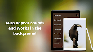 Crow Sounds - Crow Calls & Ringtones Screenshot 3