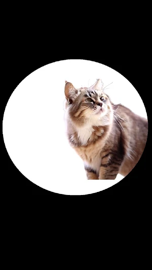 Pe PeAnimales Screenshot 0