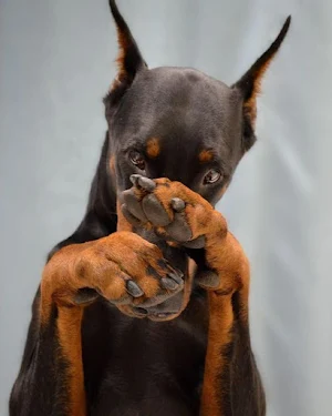 Doberman Pinscher Wallpapers Screenshot 3