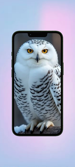 Burung Hantu WalL Screenshot 0