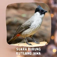 Suara Burung Kutilang Jawa