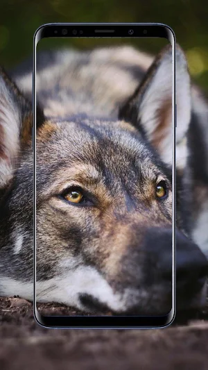 Wolf Wallpapers Screenshot 2